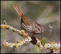 _5SB9715 lincolns sparrow